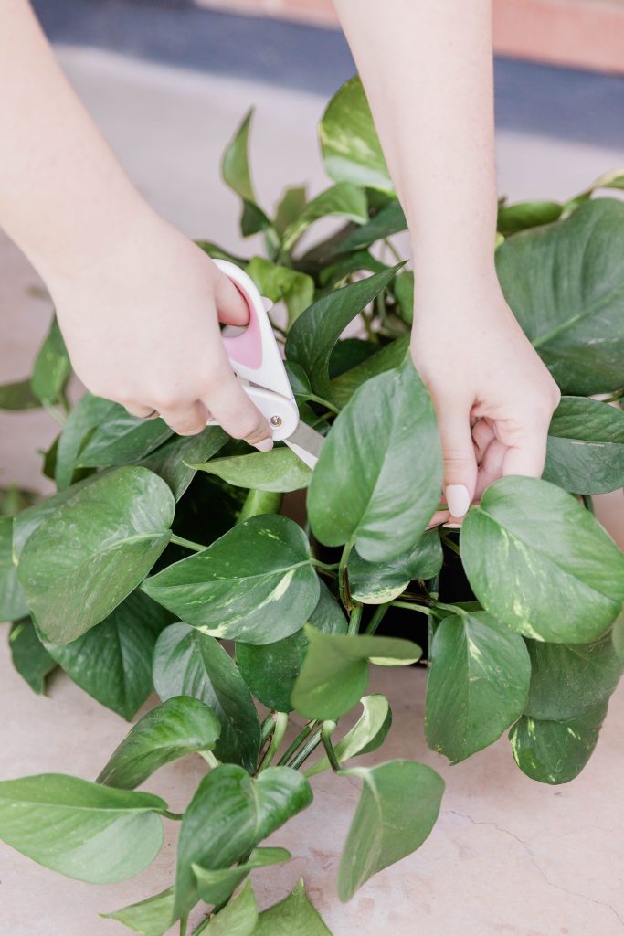 Gardening Mistakes That Are Killing Your Plants