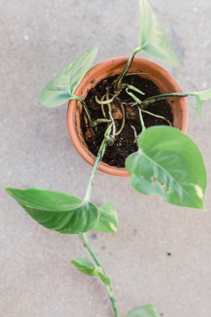 How To Boost Your Garden’s Health With Natural Fertilizers