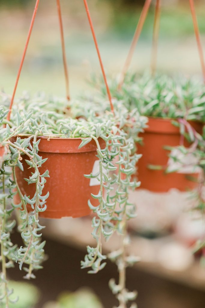 Where to Start with Your First Herb Garden: A Beginner’s Guide.