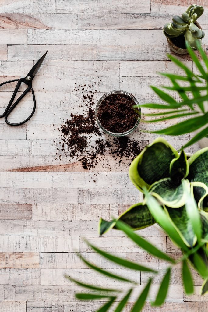 Mistakes to Avoid When Starting Your First Herb Garden