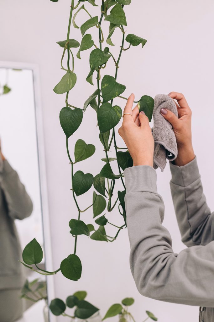 Overwatering and Other Common Indoor Plant Care Mistakes to Avoid