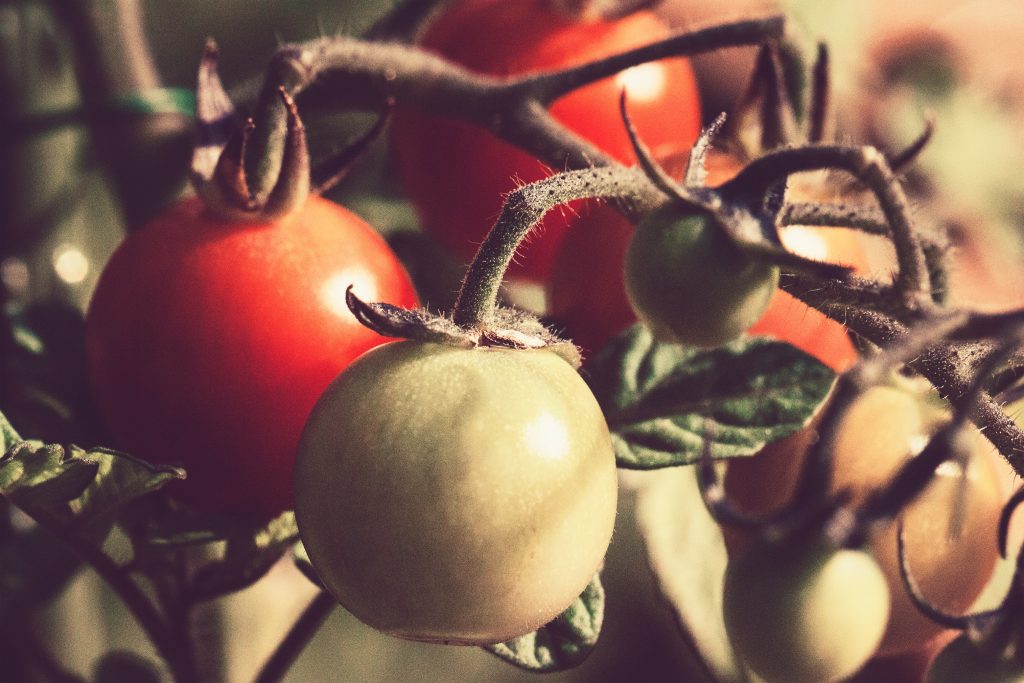 10 Easy Steps to the Juiciest Tomatoes You’ll Ever Grow.