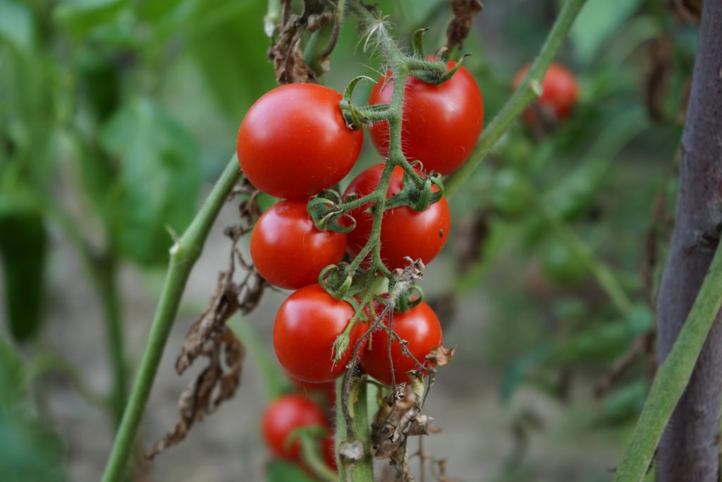 How to Grow Juicy Tomatoes in Pots: A Step-by-Step Guide