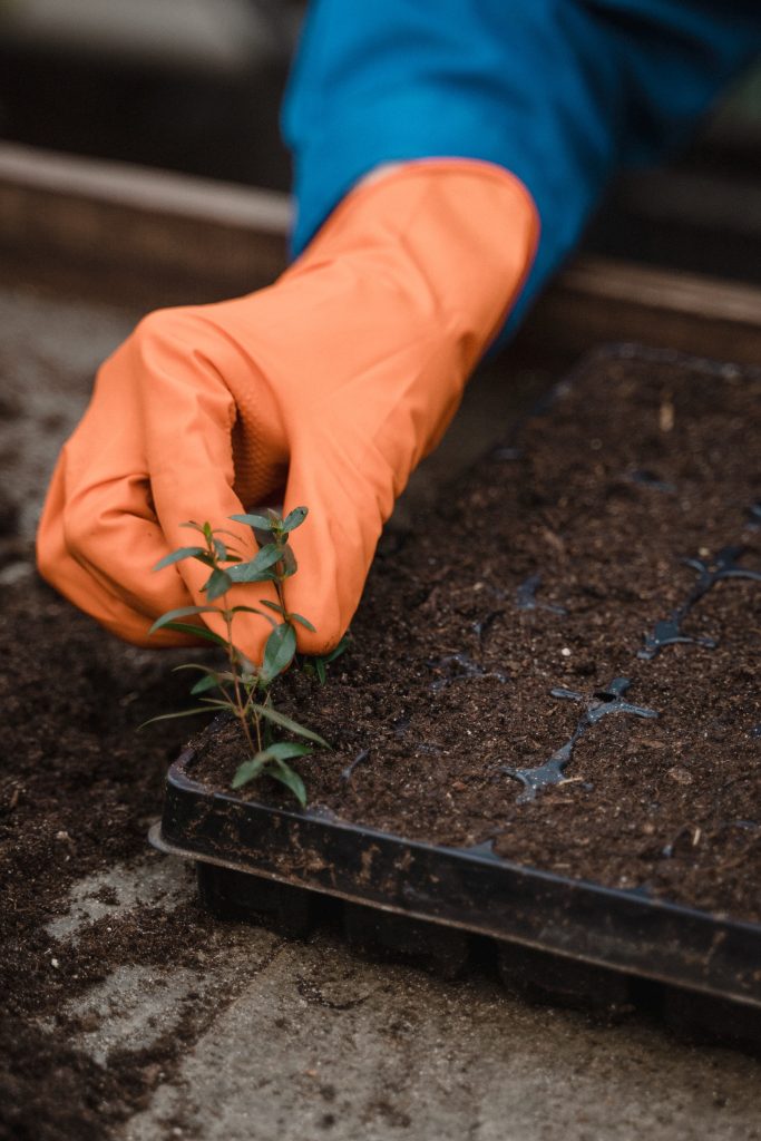 Everything You Need to Know About Organic Pest Control.