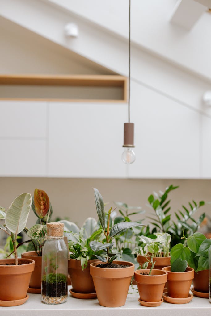 A collection of green potted plants and a terrarium on a kitchen countertop, under natural light.