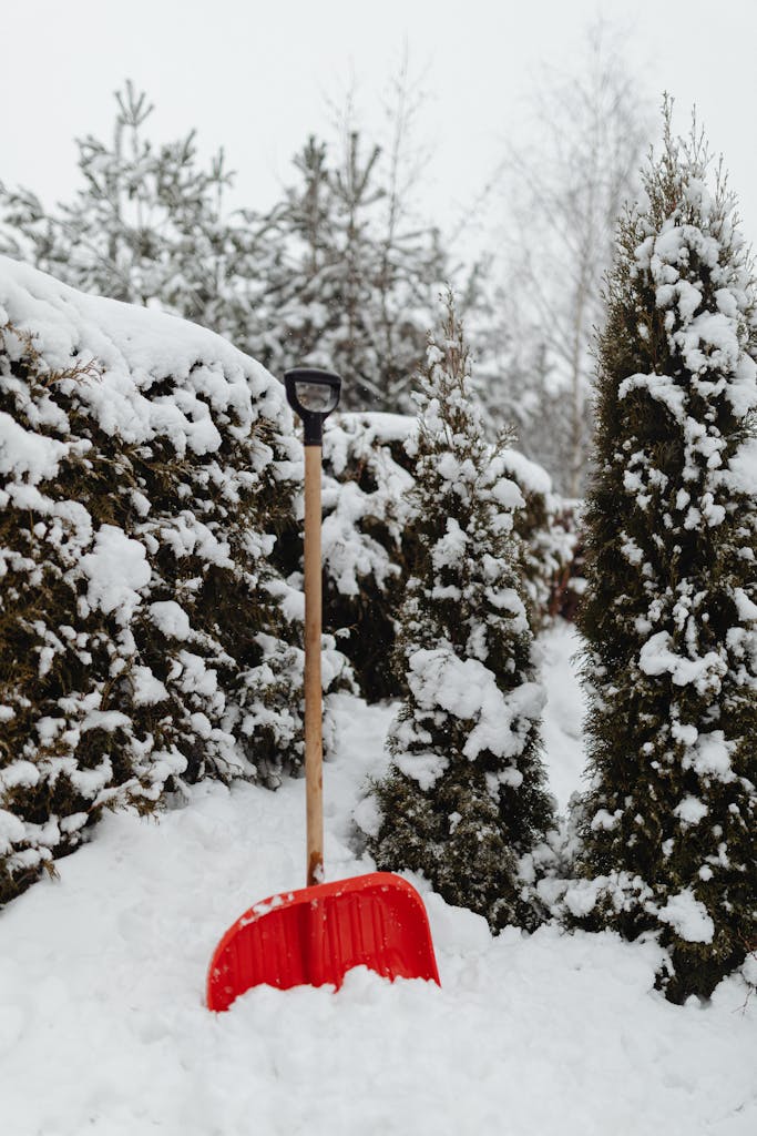 A vibrant red shovel stands amidst snow-covered trees and shrubs in a winter garden.