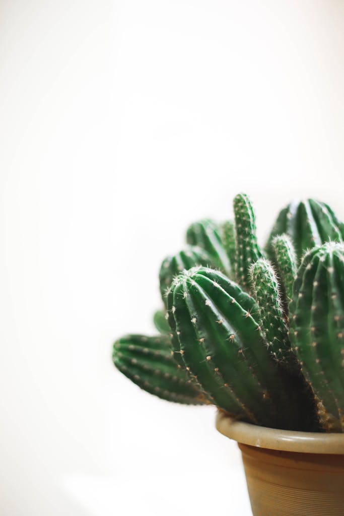 Succulent Care for Beginners