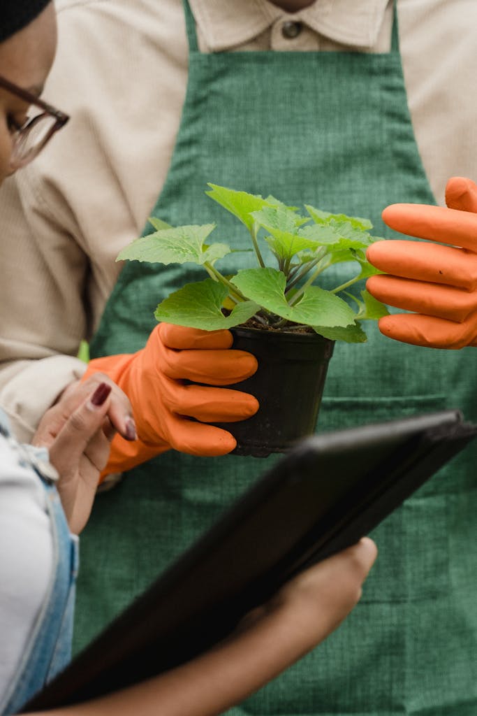 Close-up of gardeners with potted plant, discussing care steps.