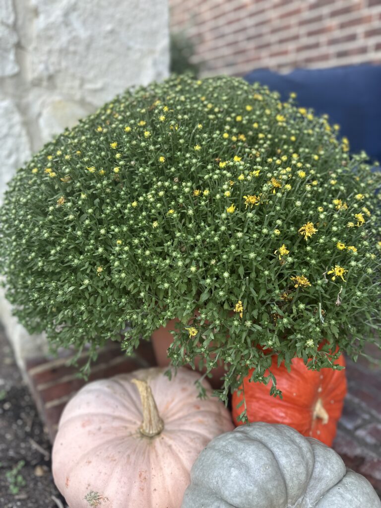 Large pot of green mums with small yellow blooms beginning to open, placed on a porch with pumpkins.