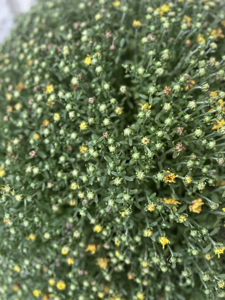 Yellow mums with fading blooms and unopened buds mixed throughout the plant.