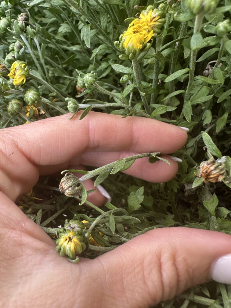 Hand holding a mum stem showing a wilted yellow bloom next to fresh buds beginning to open.