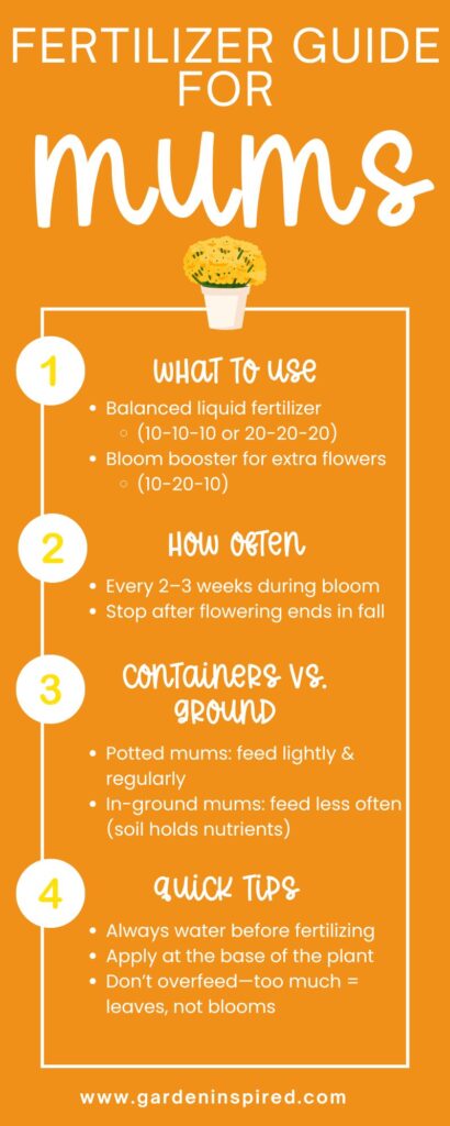 Infographic titled “Fertilizer Guide for Mums” with steps for what fertilizer to use, how often to apply, container vs ground care, and quick tips in a bold orange fall design.