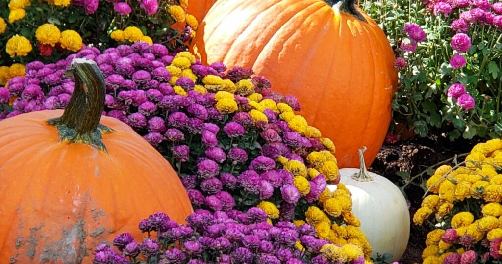 A colorful display of mums in red, orange, yellow, and purple varieties grouped together in fall garden beds.