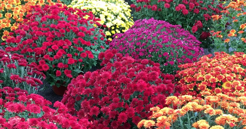 A colorful display of mums in red, orange, yellow, and purple varieties grouped together in fall garden beds.